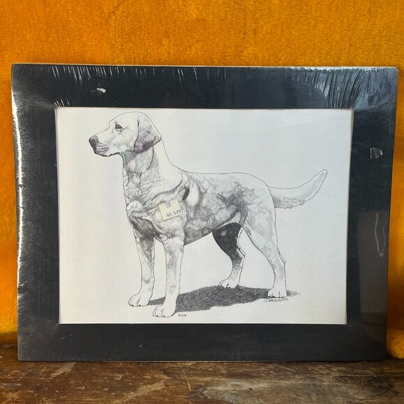 Other - Vintage 1974 Labrador Sketch